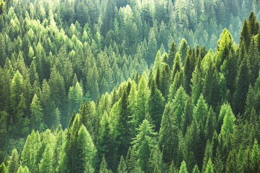What is carbon captured paper?